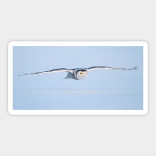 Snowy Owl Sticker